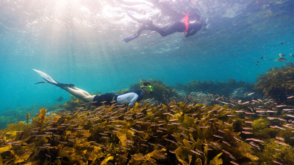 Sydney Beach Lifestyle Snorkeling, Diving & Scuba Diving